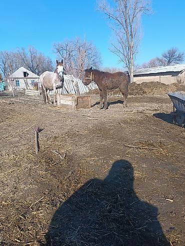 кошки купить бишкек: Продаю | Кобыла (самка) | Кара Жорго | Рабочий — 1