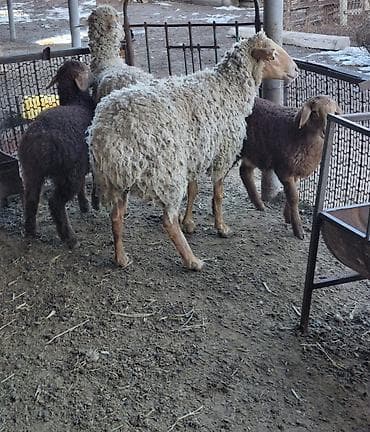 животных: Продаю | Овца (самка) | Для разведения — 3