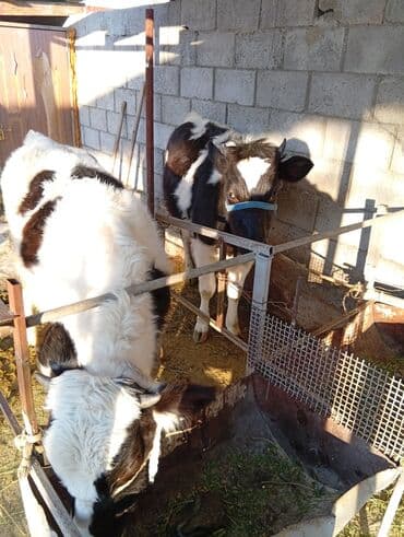 Услуги ветеринара: Продаю | Тёлка | Голштин | На откорм — 1