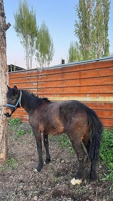 клетка для перепелят: Продаю | Кобыла (самка) | На забой | Племенные — 1