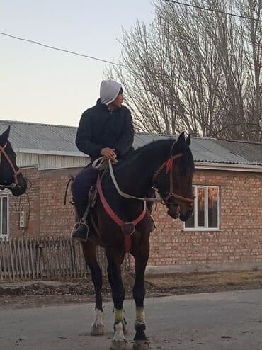 с связи с переездом: Сатам | Жылкы (эркек) | Ат спорту — 7
