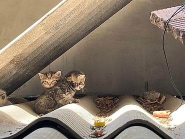 отдаём: Отдам в добрые руки котят и маму-кошку!🌸 На фото — вся семья: мама и 4 — 10