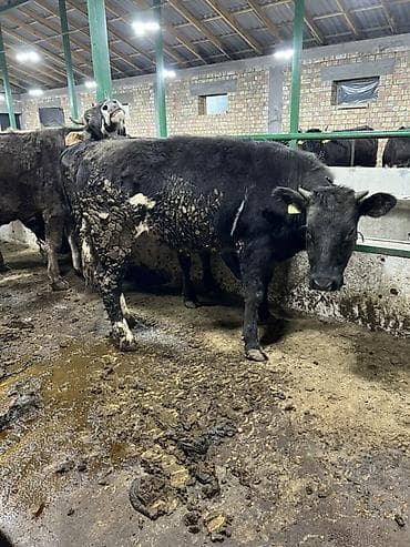 ветврач кара балта: Сатам | Уй (ургаачы) | Бельгия | Бордоп семиртүү үчүн | Байланган — 2