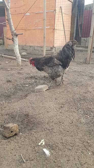 Мышыктар: Сатам | Короздор | Көбөйтүү үчүн — 2