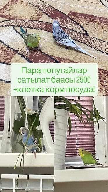 певчий попугай цена: Пара волнистых попугаев. В комплекте: - клетка - корм - посуда для — 1