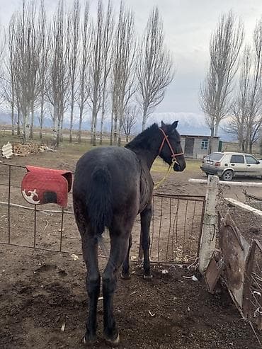 Лошади, кони: Продаю | Жеребец | Рабочий — 5