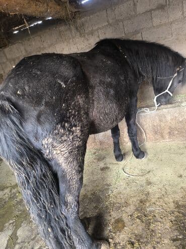 рыбы в кыргызстане: Продаю | Кобыла (самка) | На забой — 3