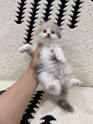 веслоухая кошка: Скотиш Фолд (Шотландская вислоухая), 1 месяц, Девочка, Приучена к лотку — 7