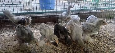 cane corso: Продаю | Куры | Брама | Для разведения — 5