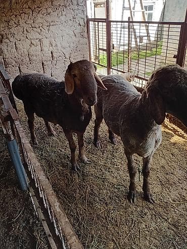 ит ош итер: Продаю | Баран (самец) | Для разведения | Племенные — 2