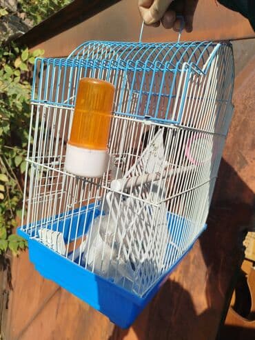 приют для бездомных животных бишкек: Чистая клетка + корм для птичек попугаев адрес район Цума — 2