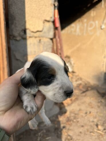 отдам даром породистую собаку: Щенки охотничьего типа (похожи на спаниелей/легавых) от рабочей суки — 2