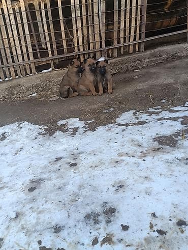 Үй жаныбарлары үчүн товарлар: Овчарка, 2 айлык, Эркек — 1