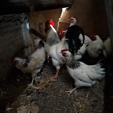 куры несушки хай лайн: Продаю | Куры | Несушки — 2