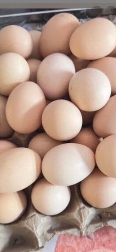 буудай сатып алам: Курица продается не яйцо ! - Натуральные яйца от дворовых кур с — 1