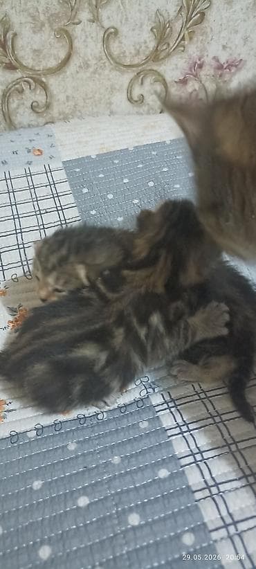 Котята табби окраса - Порода: домашние короткошерстные - Окрас
