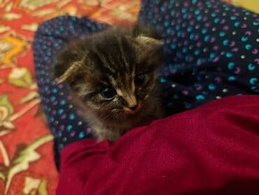 мышык: Котята домашние, порода шотландская одна прямоухая вторя — 2