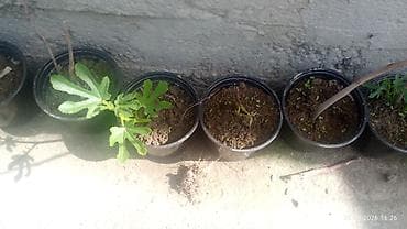 семена перес: Саженцы инжира (Ficus carica) - Вид: листопадный плодовый — 9
