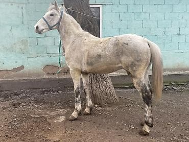 телята продажа: Продаю | Жеребец | Полукровка | Для разведения, Конный спорт — 2