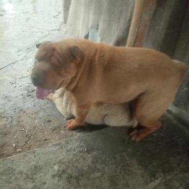 Шарпей, кобель, рыжий окрас. - Порода: шарпей (характерные складки