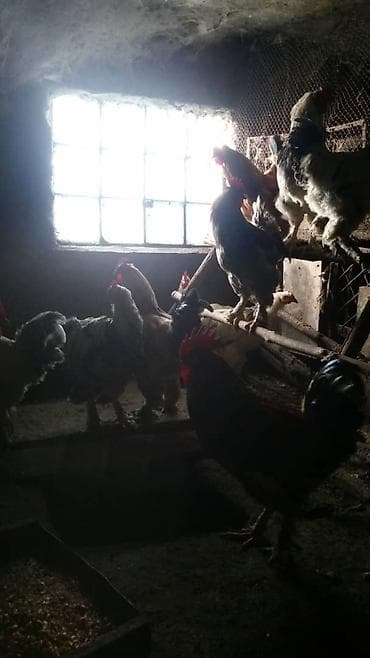 кане корсо цена: Продам петухов. цена 1000 сом. доставки нет. оплата наличными — 2