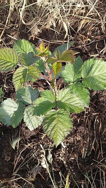 требуется сокулук: Разнорабочий нужны для сада огород. з. +жилье +питание. Сокулук — 3