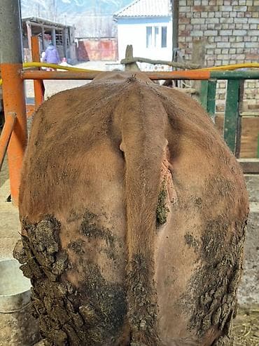 цыплята простые: Продаю | Корова (самка) | На откорм | Привязанные — 4