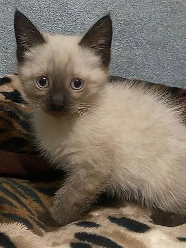 мышык кошка: Тай, 2 айлык, Эркек — 2