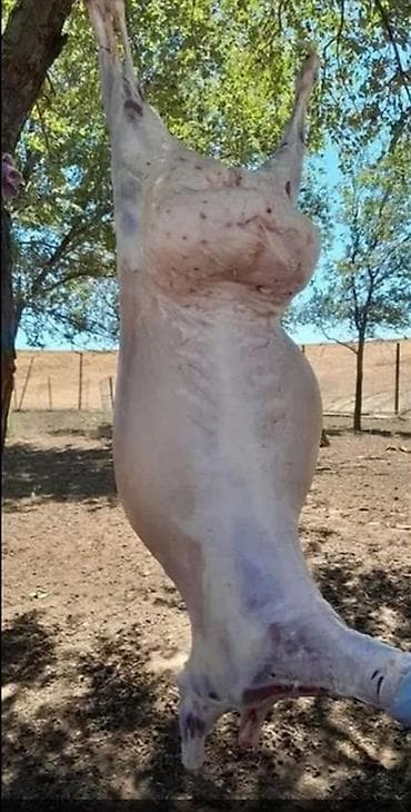 стрижка овец: Выездные банкеты | Касапчы — 2