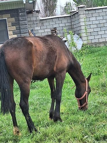 кона: Продаю | Кобыла (самка) — 3