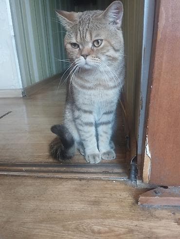 купить бурманскую кошку: Кошка даром: Британская короткошёрстная, 2 года, Мальчик, Кастрирована, Приучена к лотку, Проглистована — 2