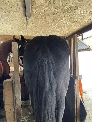 живой паук: Продаю | Конь (самец) | Конный спорт | Племенные — 4