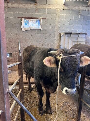 охотничий собак: Продаю | Бык (самец) | Для разведения — 7