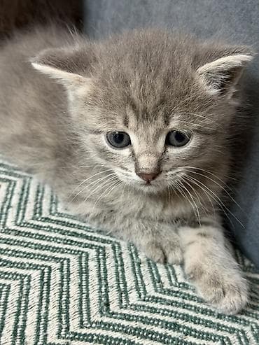 scottish fold: Котята домашние, возраст 1,5 месяца окрас: серый (дымчатый) и — 2