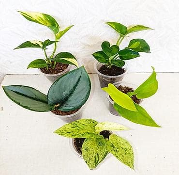 глоксиния цена: Эпипремнумы разных сортов: Марбл Квин, Марбл Эпл, Голден, Глобал Грин — 1