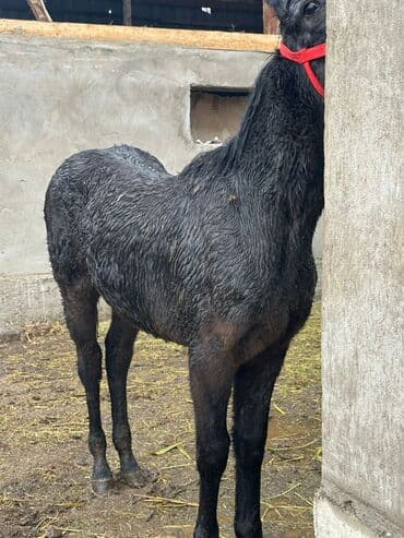 купить кошку бишкек: Продаю | Жеребенок | Конный спорт — 8