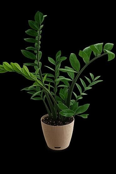 Комнатные растения: Замиокулькас (Zamioculcas zamiifolia) в декоративном горшке. цена 1200 — 1