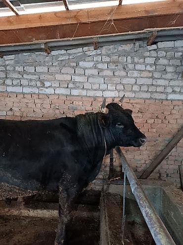 Продаю | Бык (самец)