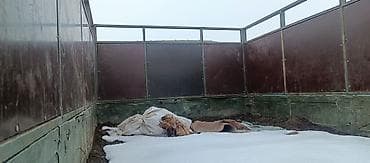 stinger kia: ГАЗ : 1988 г., 0.1 л, Механика, Бензин — 6