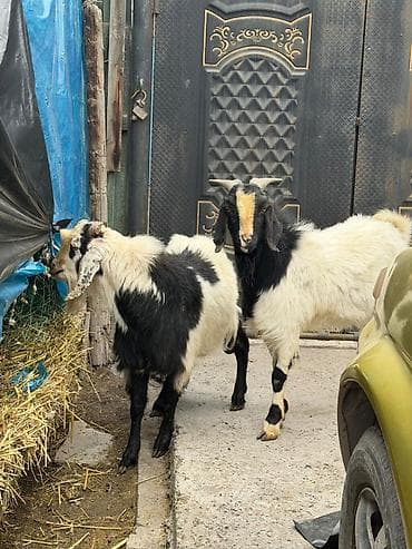 бык бычок: Продаю | Козёл (самец) | Полукровка | Для разведения | Осеменитель — 3