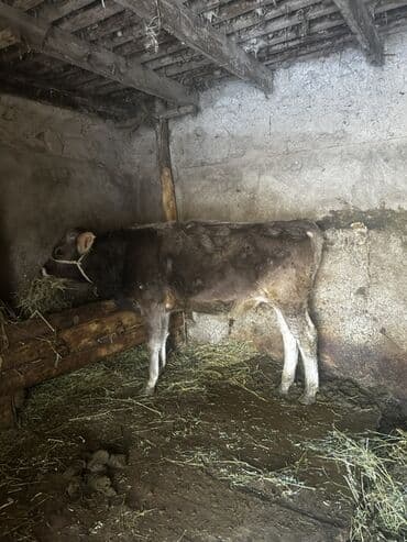 Продаю | Музоо, торпок | Полукровка, Швицкая | На откорм | Привязанные