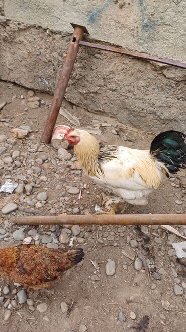 где купить фазанов для разведения: Продаю | Петух | Брама | Для разведения — 4