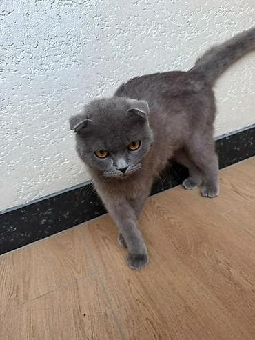 купить мальков осетра: Шотландская вислоухая кошка (Scottish Fold), окрас: сплошной голубой — 1