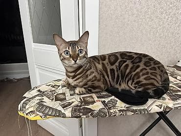 Бенгальская, 2 года, Девочка, Приучена к лотку
