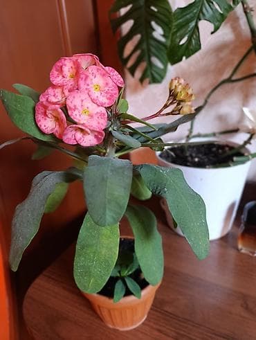 Молочай Миля (Euphorbia milii), комнатный цветок в горшке. -