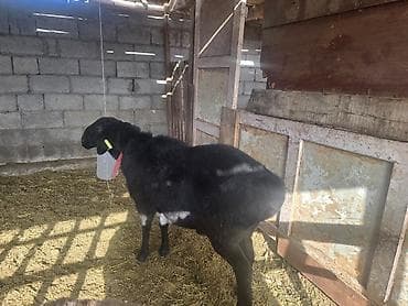 Иттер: Сатам | Кочкор (эркек) | Көбөйтүү үчүн | Жасалма жол менен боозутуу — 9