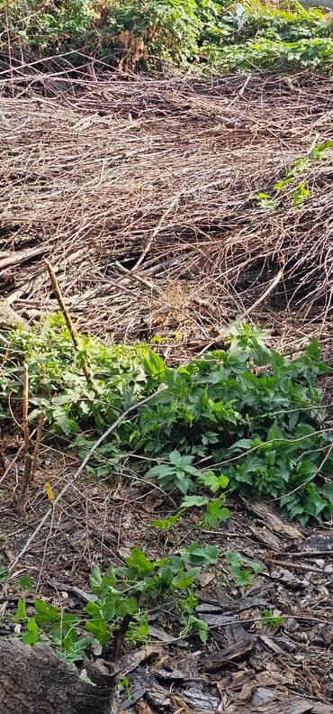 леса строительные купить: Дрова — 2