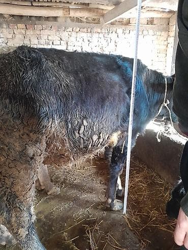 Животные: Продаю | Бык (самец) | На откорм | Привязанные — 4