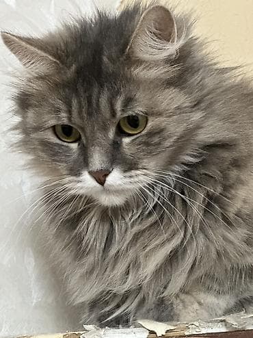 русская маскарадная кошка: Кошки возраст 1 год стерилизованы привиты обработаны от паразитов — 5