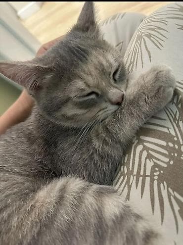 кошка мышык: Ургаачы, Лотокко барууга үйрөтүлгөн — 2